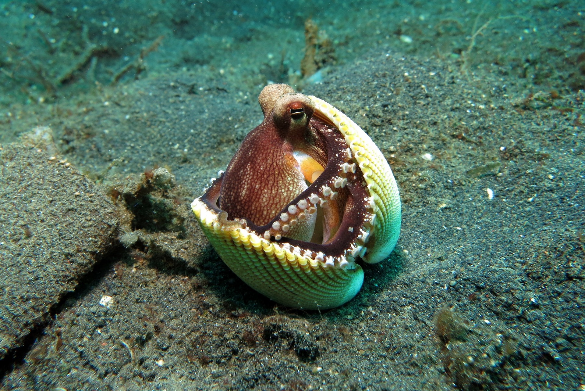 An octopus in a shell